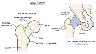 joint capsule mengelilingi neck dan
head dari femur
 