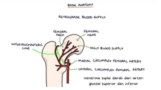 menerima suplai darah dari arteri
gluteal superior dan inferior
 
