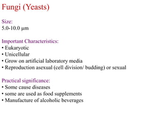 Fungi (Yeasts)
Size:
5.0-10.0 µm
Important Characteristics:
• Eukaryotic
• Unicellular
• Grow on artificial laboratory media
• Reproduction asexual (cell division/ budding) or sexual
Practical significance:
• Some cause diseases
• some are used as food supplements
• Manufacture of alcoholic beverages
 