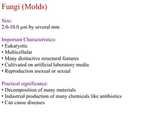 Fungi (Molds)
Size:
2.0-10.0 µm by several mm
Important Characteristics:
• Eukaryotic
• Multicellular
• Many distinctive structural features
• Cultivated on artificial laboratory media
• Reproduction asexual or sexual
Practical significance:
• Decomposition of many materials
• Industrial production of many chemicals like antibiotics
• Can cause diseases
 