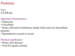 Protozoa
Size:
2.0-200 µm
Important Characteristics:
• Eukaryotic
• Unicellular
• Some cultivated on laboratory media while some are intracellular
parasites
• Reproduction asexual or sexual
Practical significance:
• Some cause diseases
• Food for aquatic animals
 