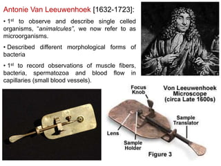 Antonie Van Leeuwenhoek [1632-1723]:
• 1st to observe and describe single celled
organisms, “animalcules”, we now refer to as
microorganisms.
• Described different morphological forms of
bacteria
• 1st to record observations of muscle fibers,
bacteria, spermatozoa and blood flow in
capillaries (small blood vessels).
 