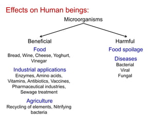 Effects on Human beings:
Microorganisms
Beneficial Harmful
Food
Bread, Wine, Cheese, Yoghurt,
Vinegar
Industrial applications
Enzymes, Amino acids,
Vitamins, Antibiotics, Vaccines,
Pharmaceutical industries,
Sewage treatment
Agriculture
Recycling of elements, Nitrifying
bacteria
Food spoilage
Diseases
Bacterial
Viral
Fungal
 