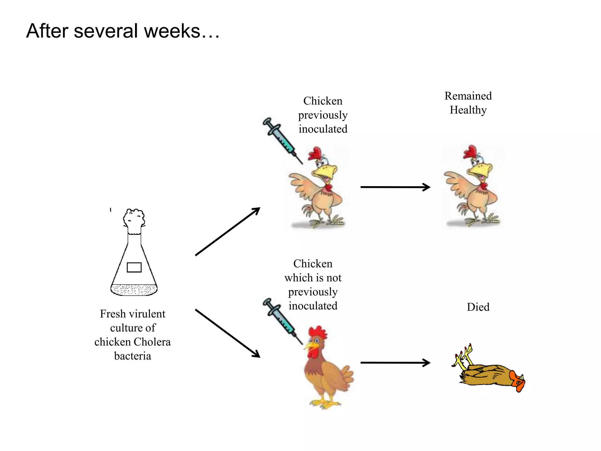 After several weeks…

Chicken
previously
inoculated

Fresh virulent
culture of
chicken Cholera
bacteria

Chicken
which is not
previously
inoculated

Remained
Healthy

Died

 
