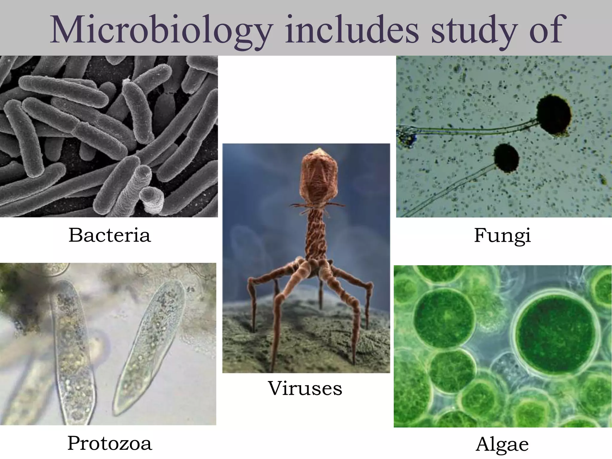 Microbiology includes study of

Bacteria

Fungi

Viruses
Protozoa

Algae

 