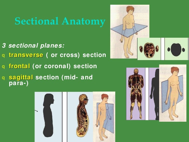 Introduction Human Anatomy