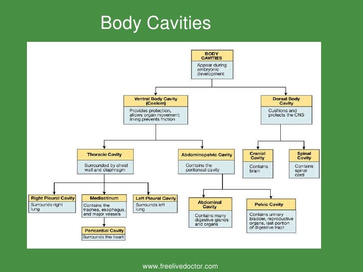 Introduction Human Anatomy
