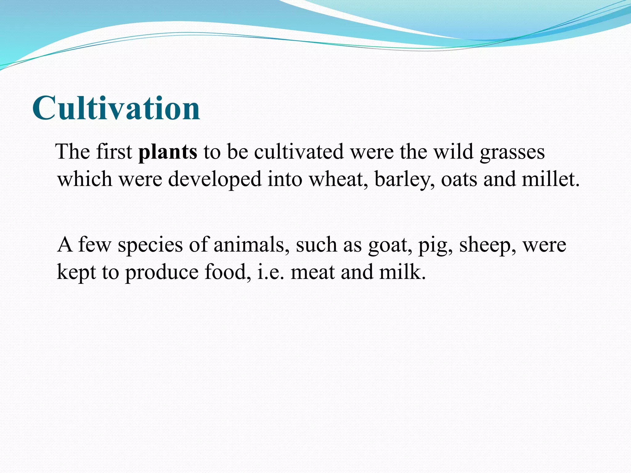 Cultivation
The first plants to be cultivated were the wild grasses
which were developed into wheat, barley, oats and millet.
A few species of animals, such as goat, pig, sheep, were
kept to produce food, i.e. meat and milk.
 