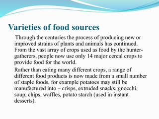 Varieties of food sources
Through the centuries the process of producing new or
improved strains of plants and animals has continued.
From the vast array of crops used as food by the hunter-
gatherers, people now use only 14 major cereal crops to
provide food for the world.
Rather than eating many different crops, a range of
different food products is now made from a small number
of staple foods, for example potatoes may still be
manufactured into – crisps, extruded snacks, gnocchi,
soup, chips, waffles, potato starch (used in instant
desserts).
 