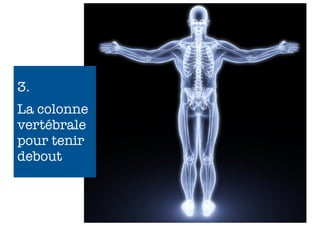3.
La colonne
vertébrale
pour tenir
debout


             13
 