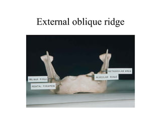 Obliuqe Ridge Introduction in prosthodontics (dental prosthetics) المحاضرة 5 +6 | PPT