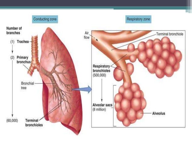 introduction amp investigations to respiratory diseases