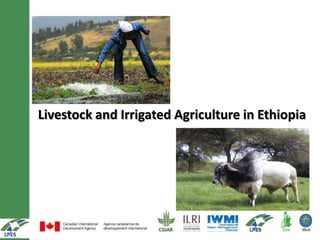 Livestock and Irrigated Agriculture in Ethiopia
 
