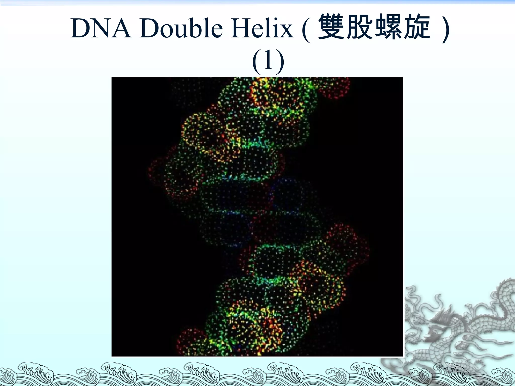 DNA Double Helix ( 雙股螺旋） (1) 