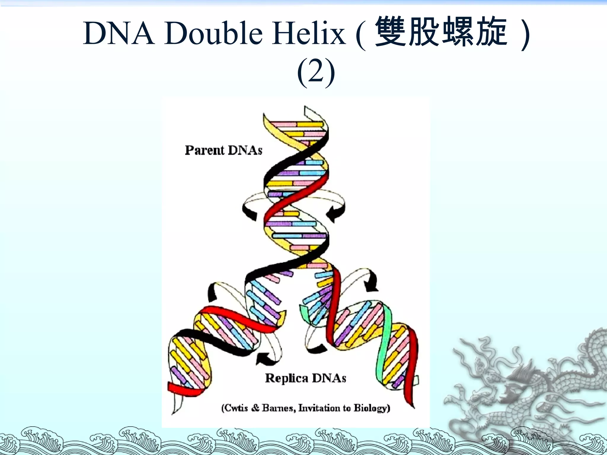 DNA Double Helix ( 雙股螺旋） (2) 