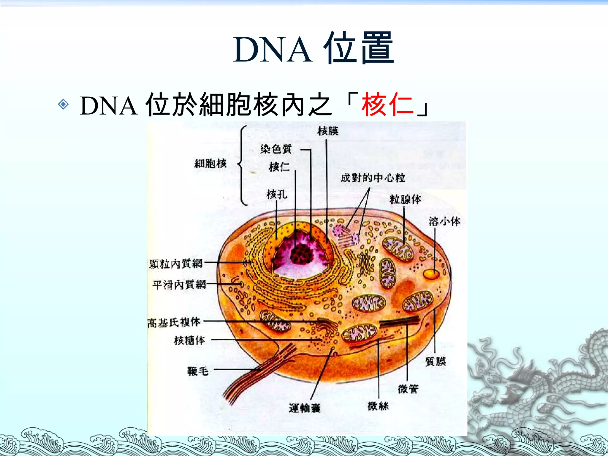 DNA 位置 DNA 位於細胞核內之「 核仁 」 
