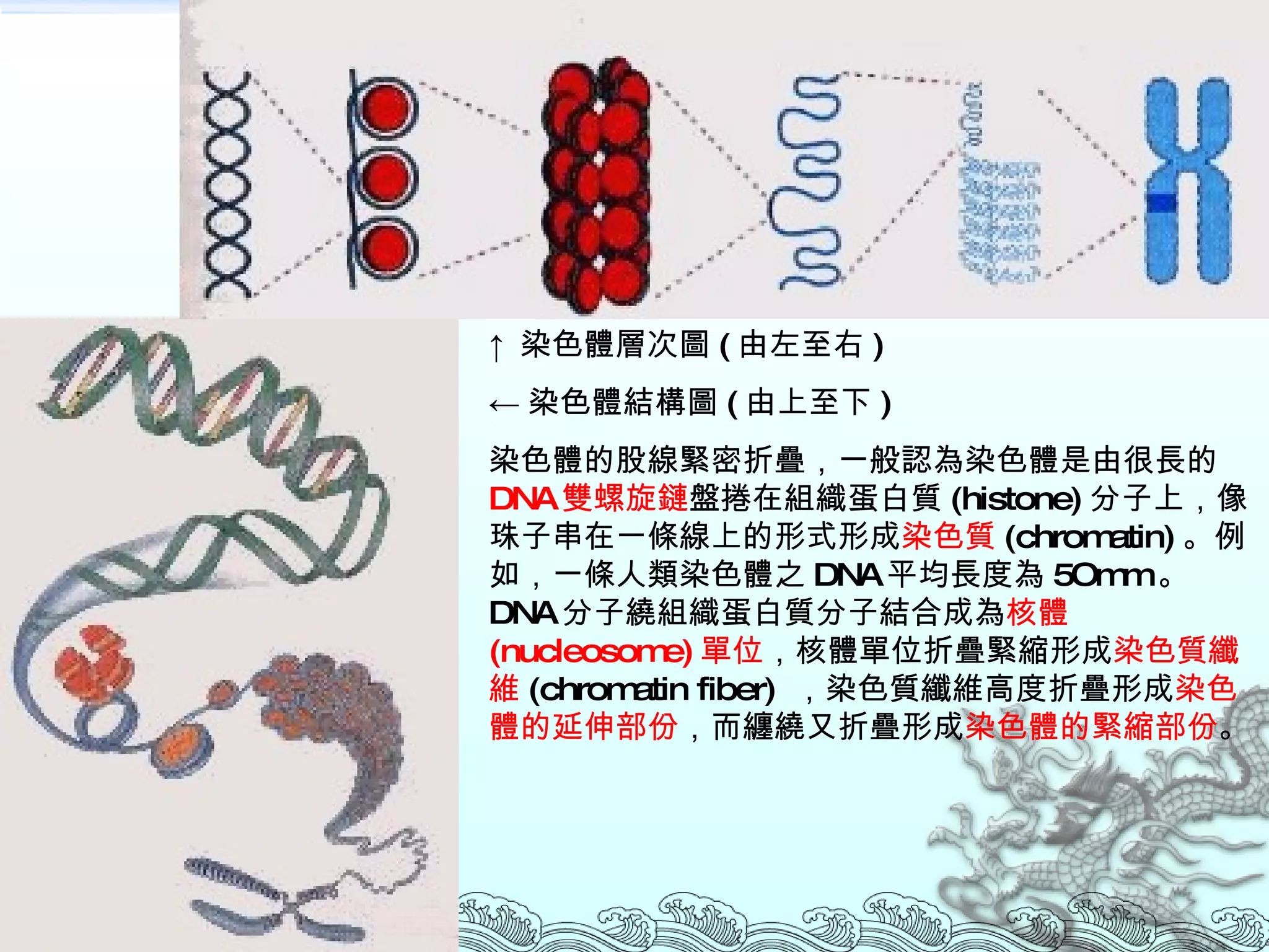 ↑ 染色體層次圖 ( 由左至右 ) ← 染色體結構圖 ( 由上至下 ) 染色體的股線緊密折疊，一般認為染色體是由很長的  DNA 雙螺旋鏈 盤捲在組織蛋白質 (histone) 分子上，像珠子串在一條線上的形式形成 染色質 (chromatin) 。例如，一條人類染色體之 DNA 平均長度為 5Omm 。  DNA 分子繞組織蛋白質分子結合成為 核體 (nucleosome) 單位 ，核體單位折疊緊縮形成 染色質纖維 (chromatin fiber)  ，染色質纖維高度折疊形成 染色體的延伸部份 ，而纏繞又折疊形成 染色體的緊縮部份 。 
