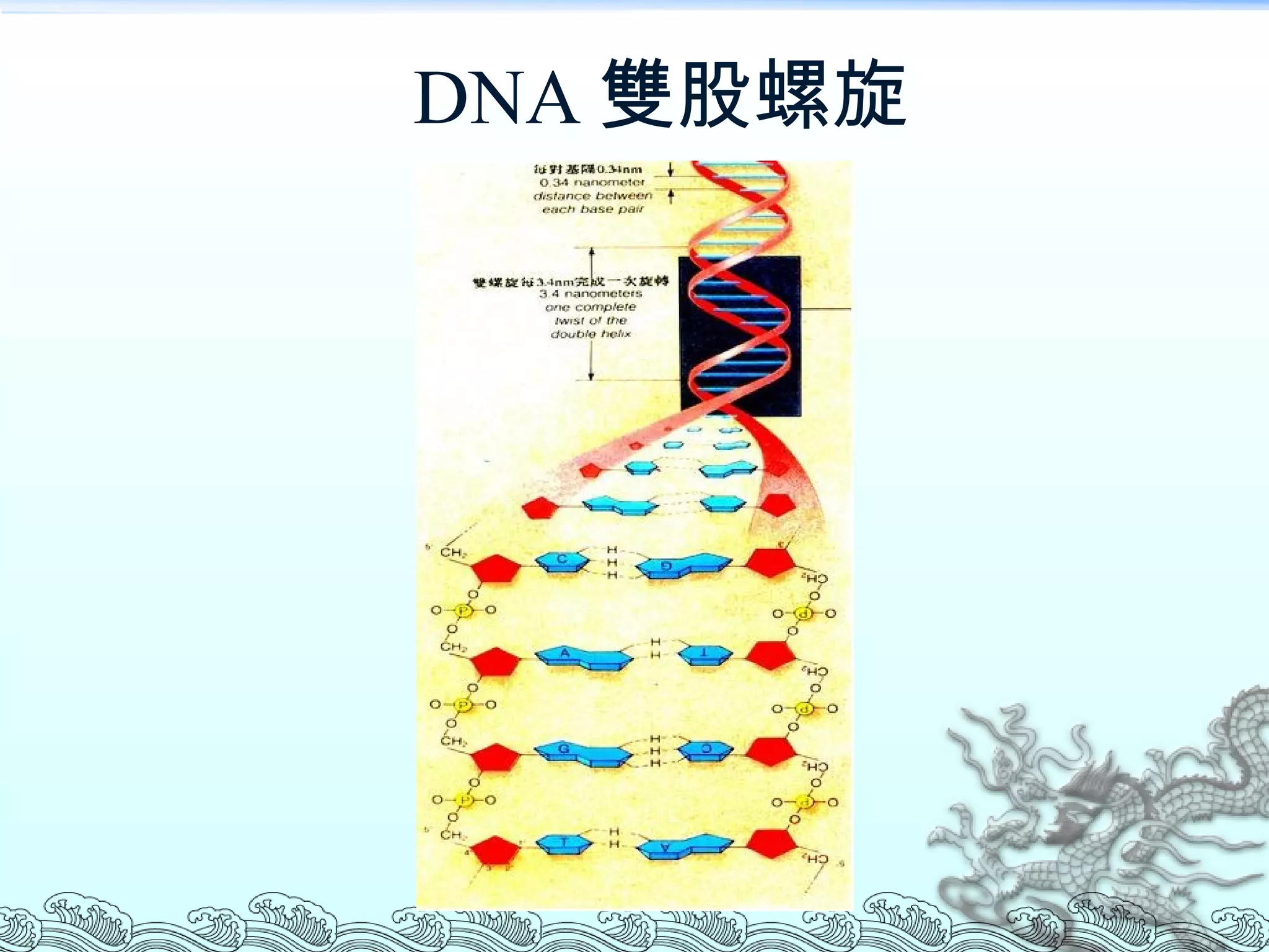 DNA 雙股螺旋 