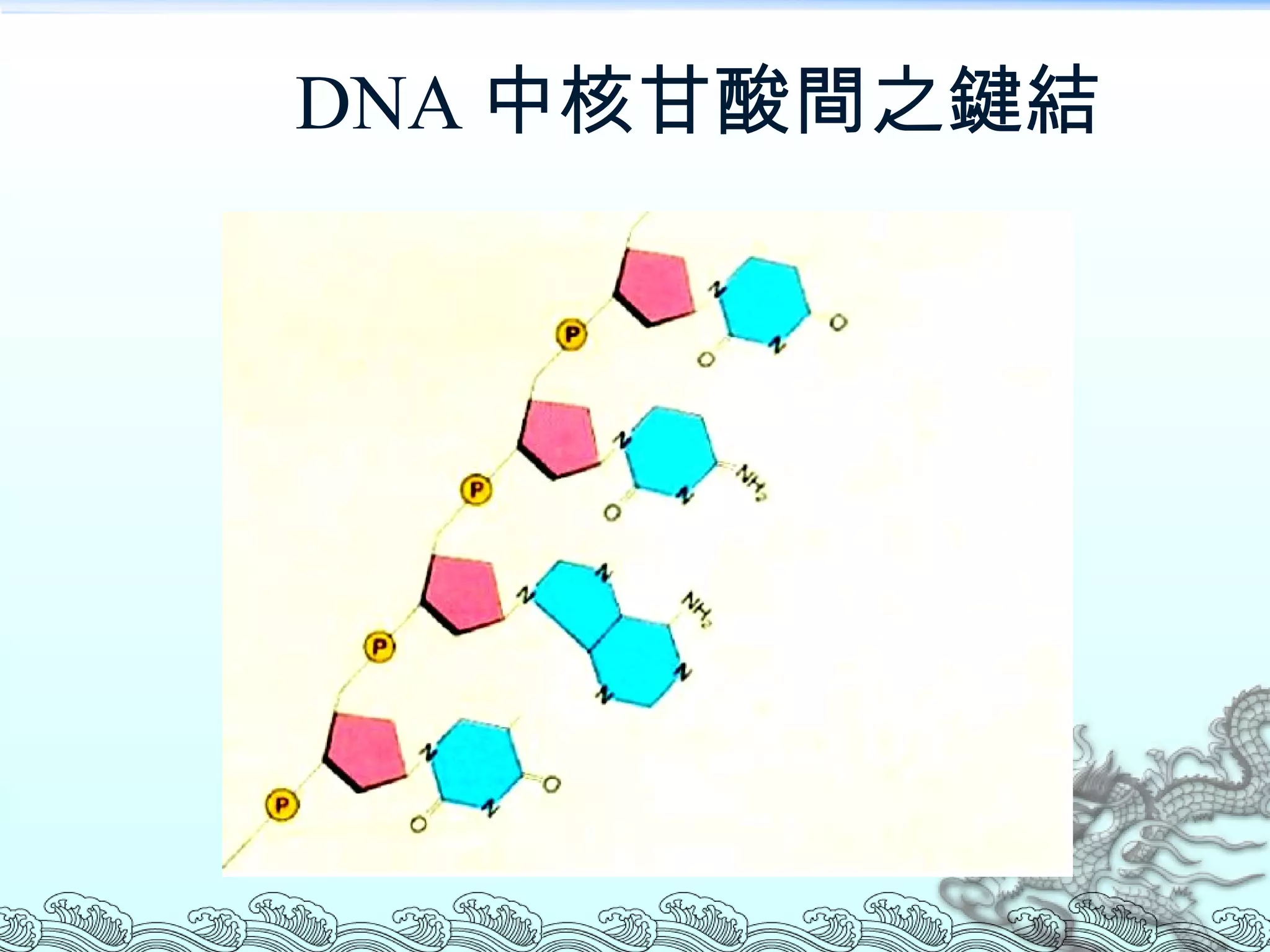 DNA 中核甘酸間之鍵結 