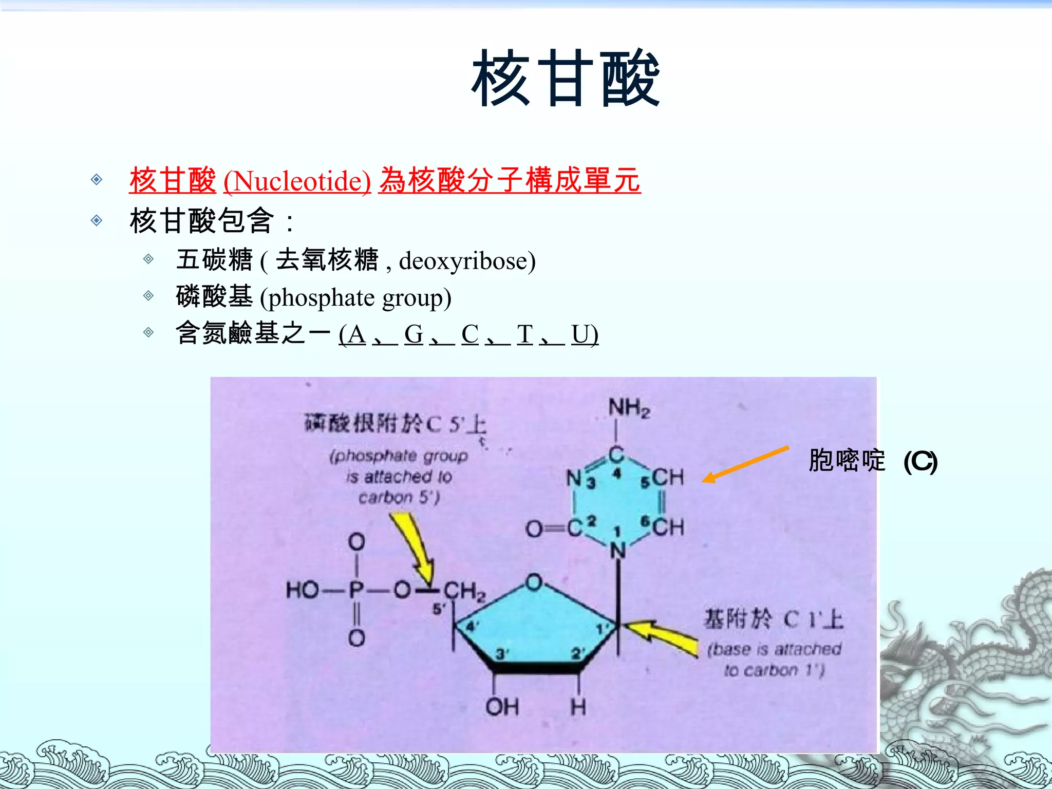 核甘酸 核甘酸 (Nucleotide) 為核酸分子構成單元 核甘酸包含： 五碳糖 ( 去氧核糖 , deoxyribose) 磷酸基 (phosphate group) 含氮鹼基之一 (A 、 G 、 C 、 T 、 U) 胞嘧啶  (C) 