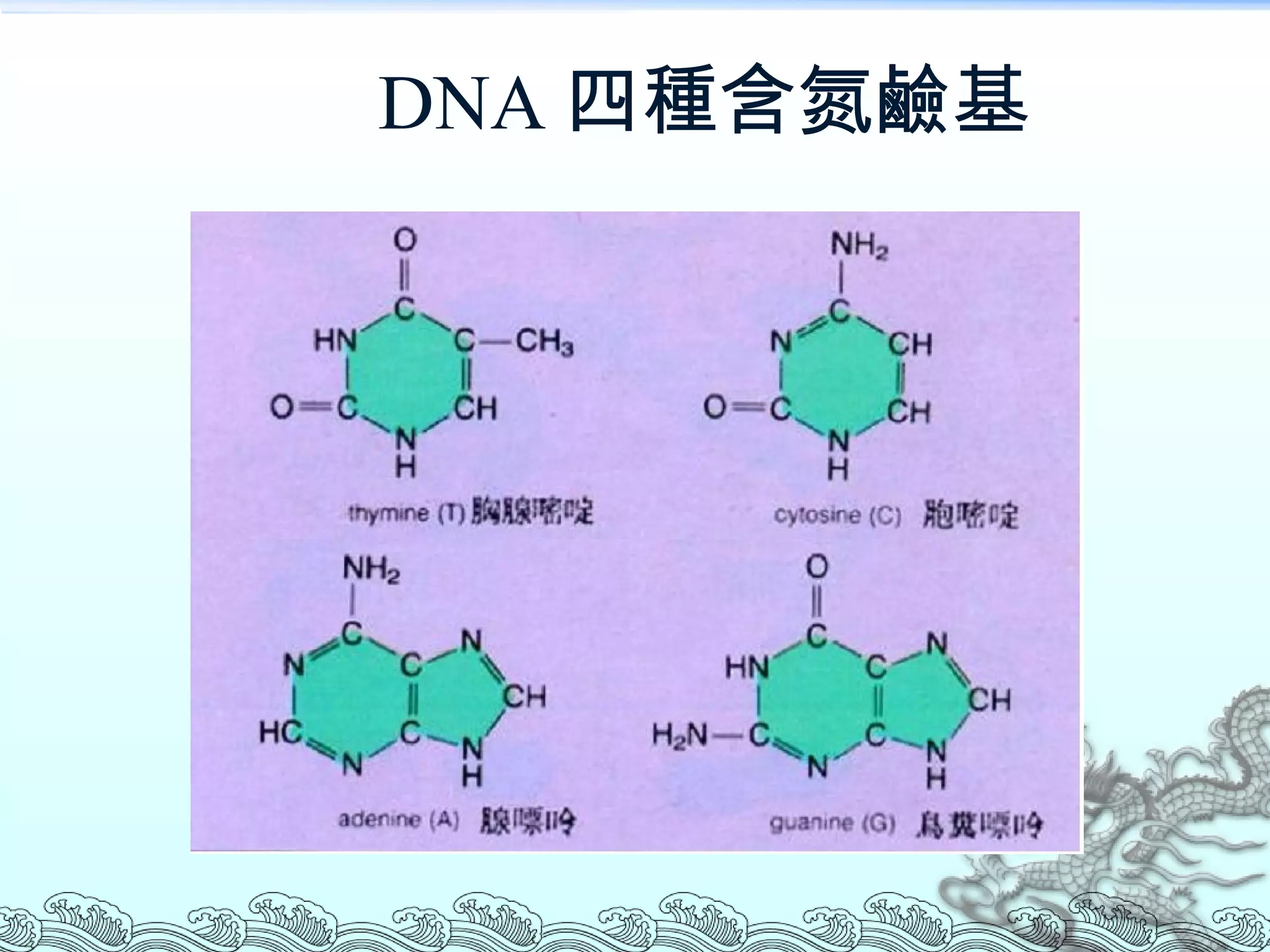 DNA 四種含氮鹼基 