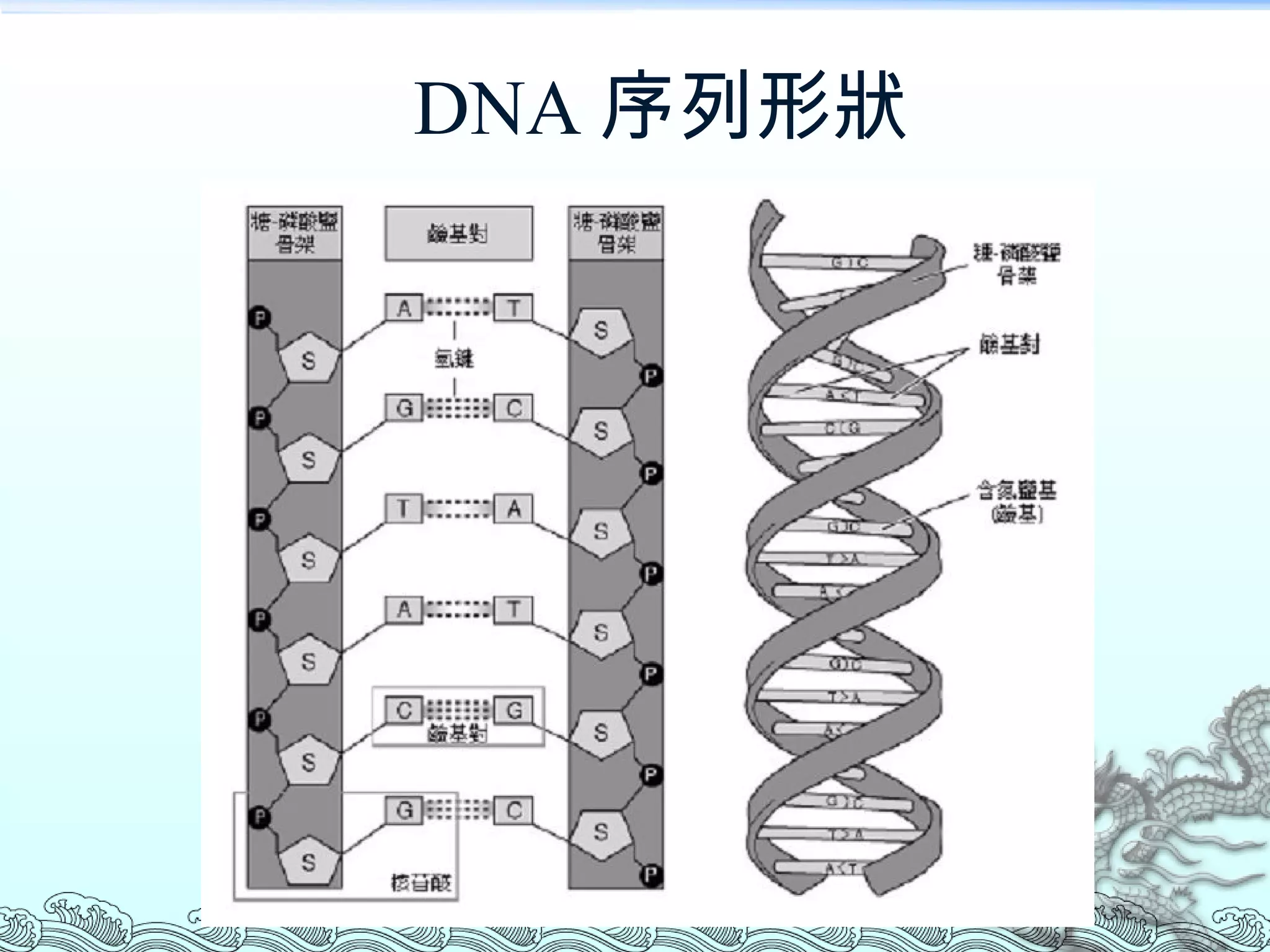 DNA 序列形狀 