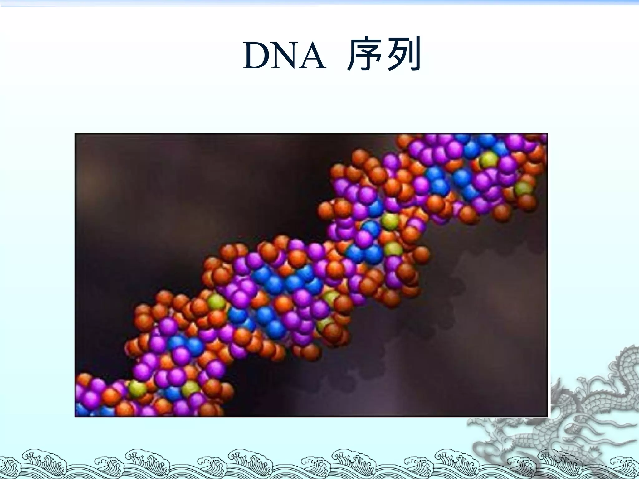 DNA  序列 