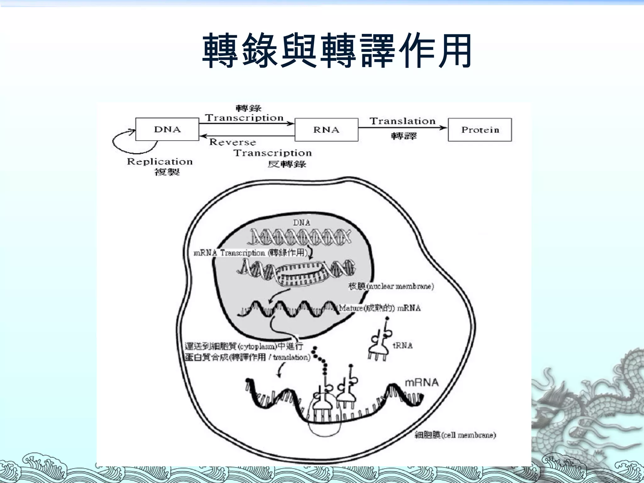 轉錄與轉譯作用 