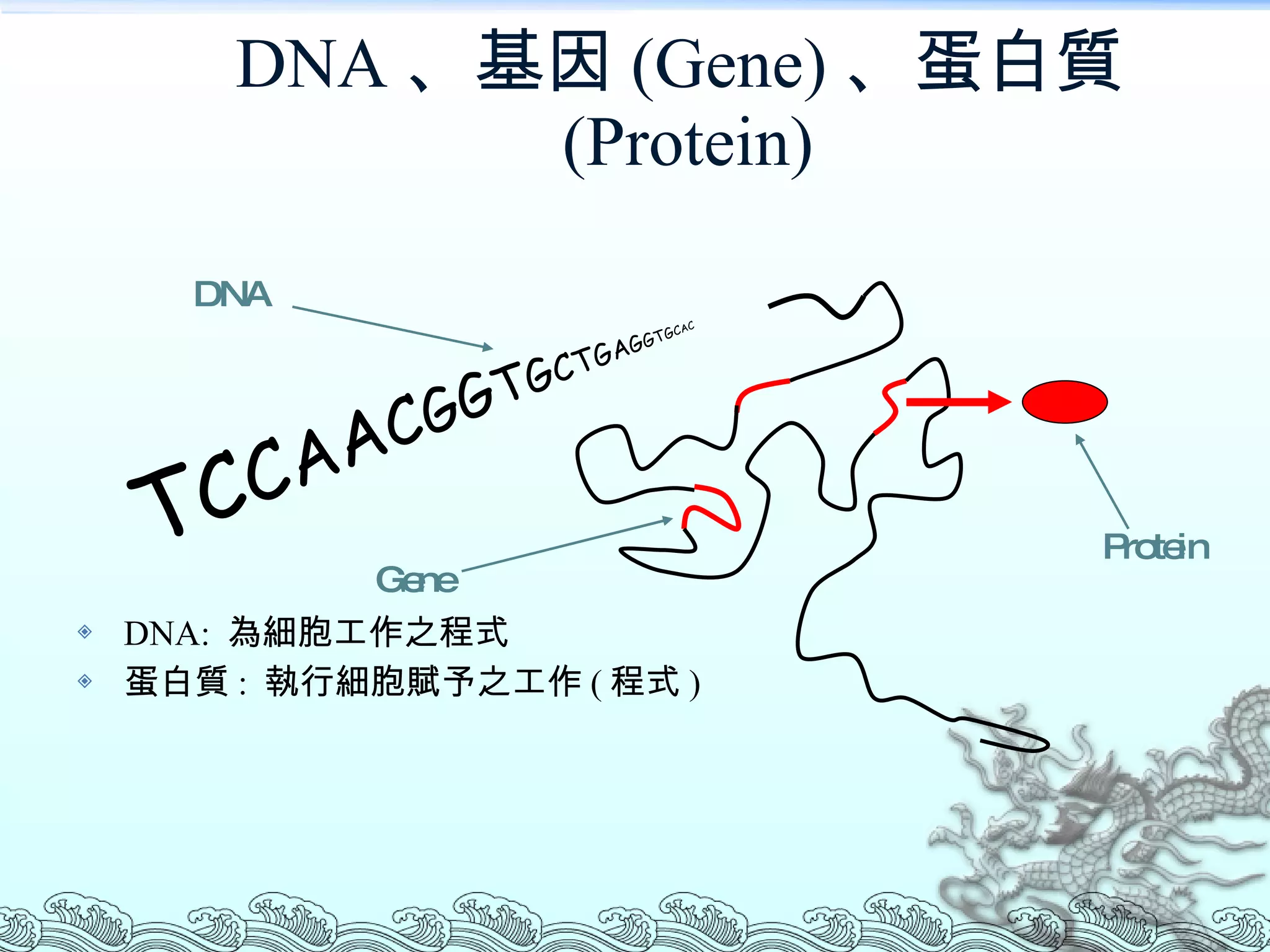 DNA 、基因 (Gene) 、蛋白質 (Protein) DNA:  為細胞工作之程式 蛋白質 :  執行細胞賦予之工作 ( 程式 ) T C C AA C GG T G C T G A G G T G C AC Gene Protein DNA 