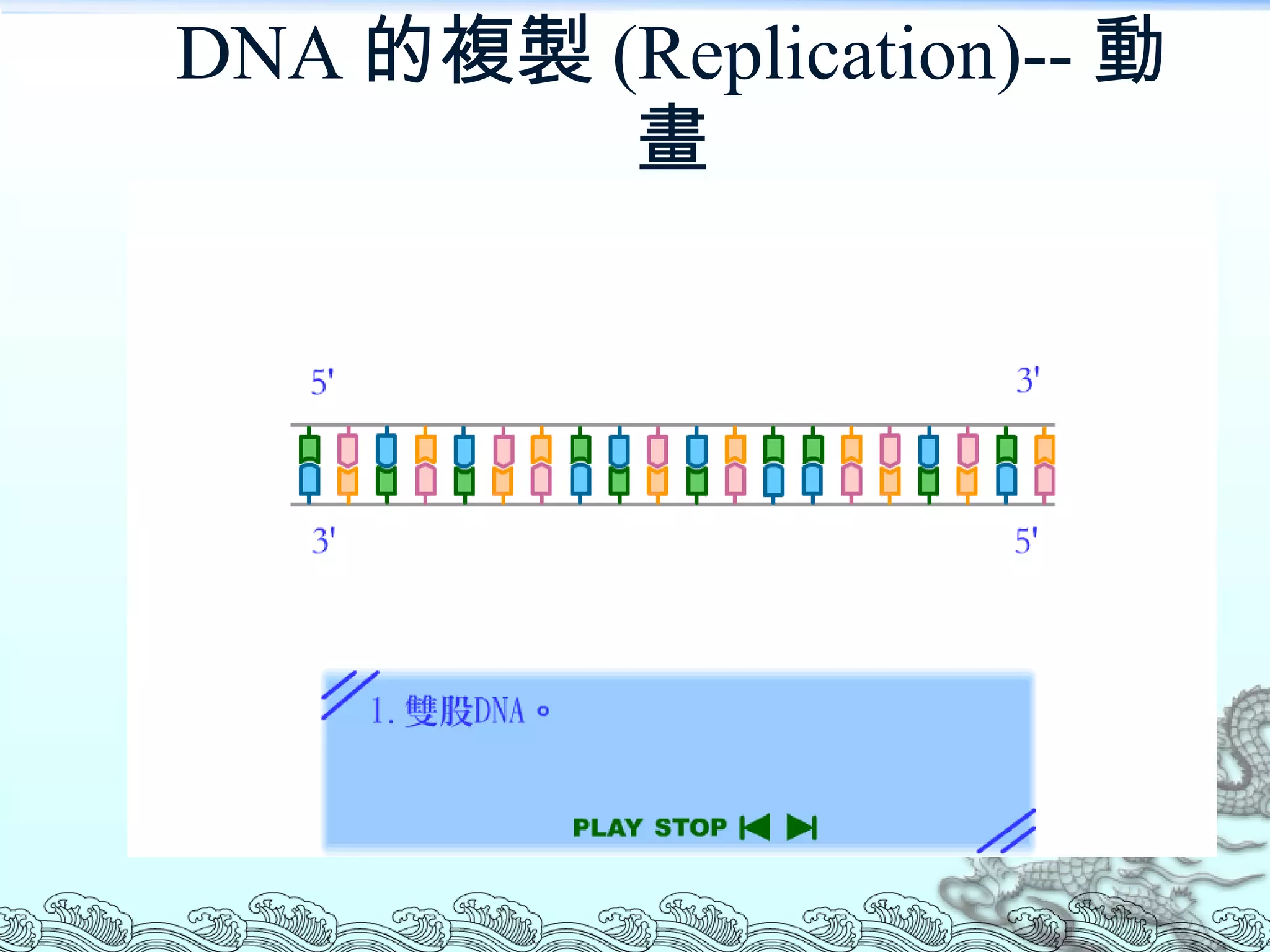 DNA 的複製 (Replication)-- 動畫 