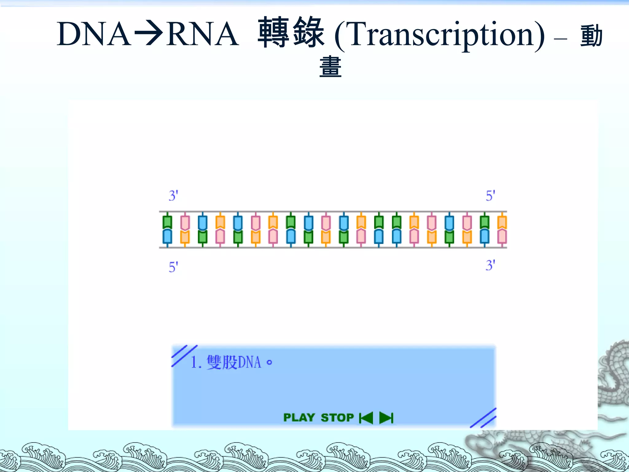 DNA  RNA  轉錄 (Transcription)  –  動畫 