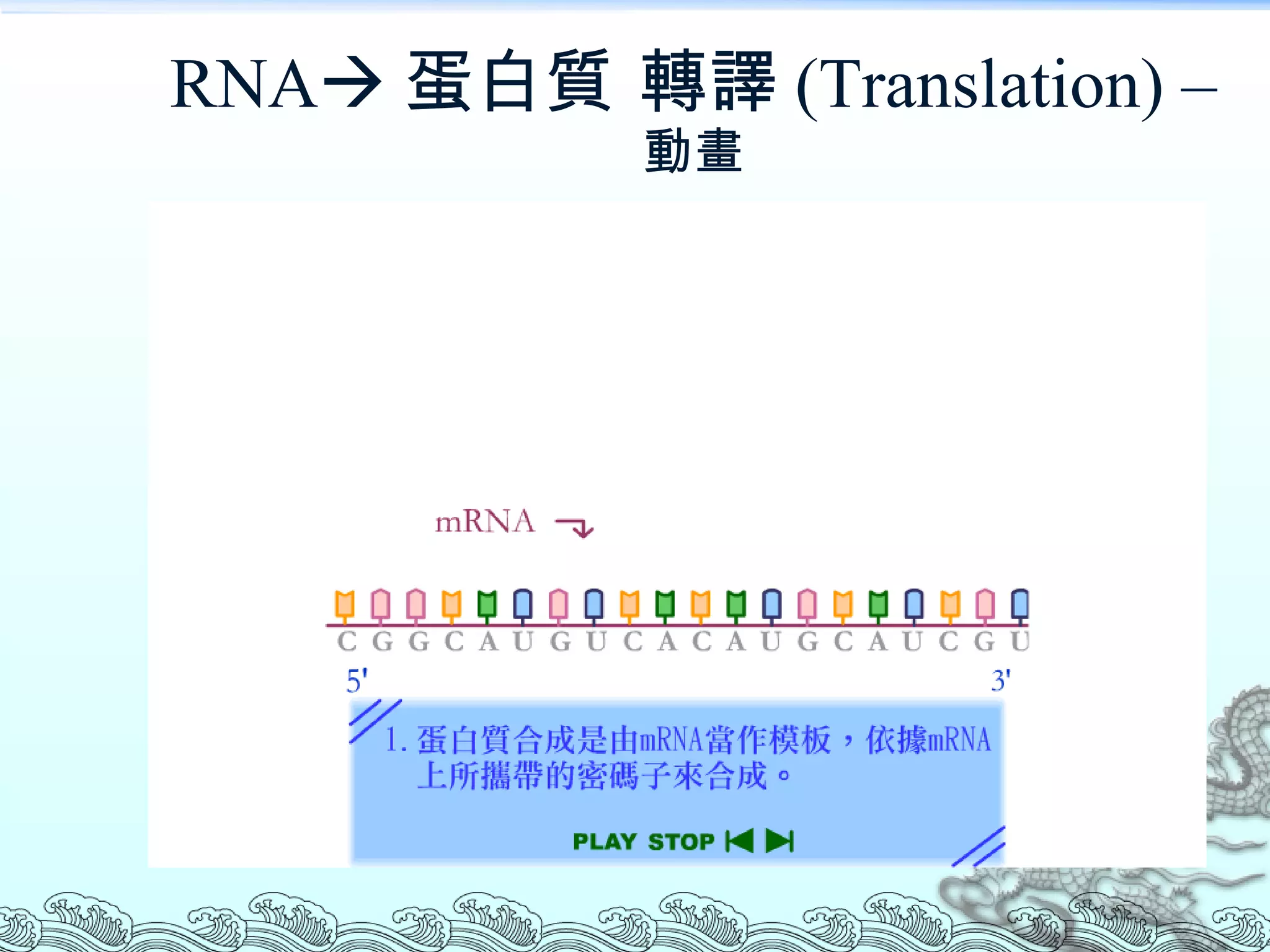 RNA  蛋白質 轉譯 (Translation) –  動畫 