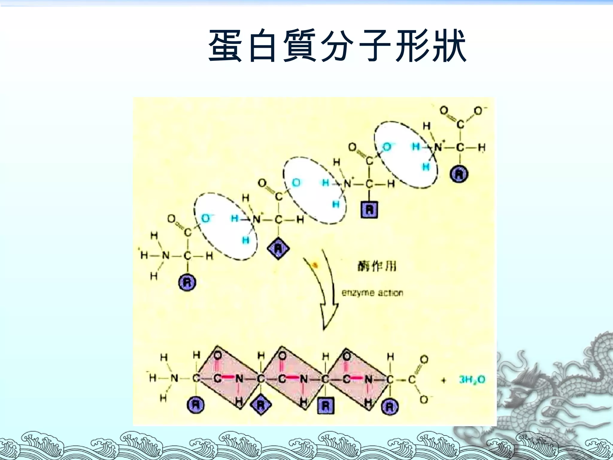 蛋白質分子形狀 