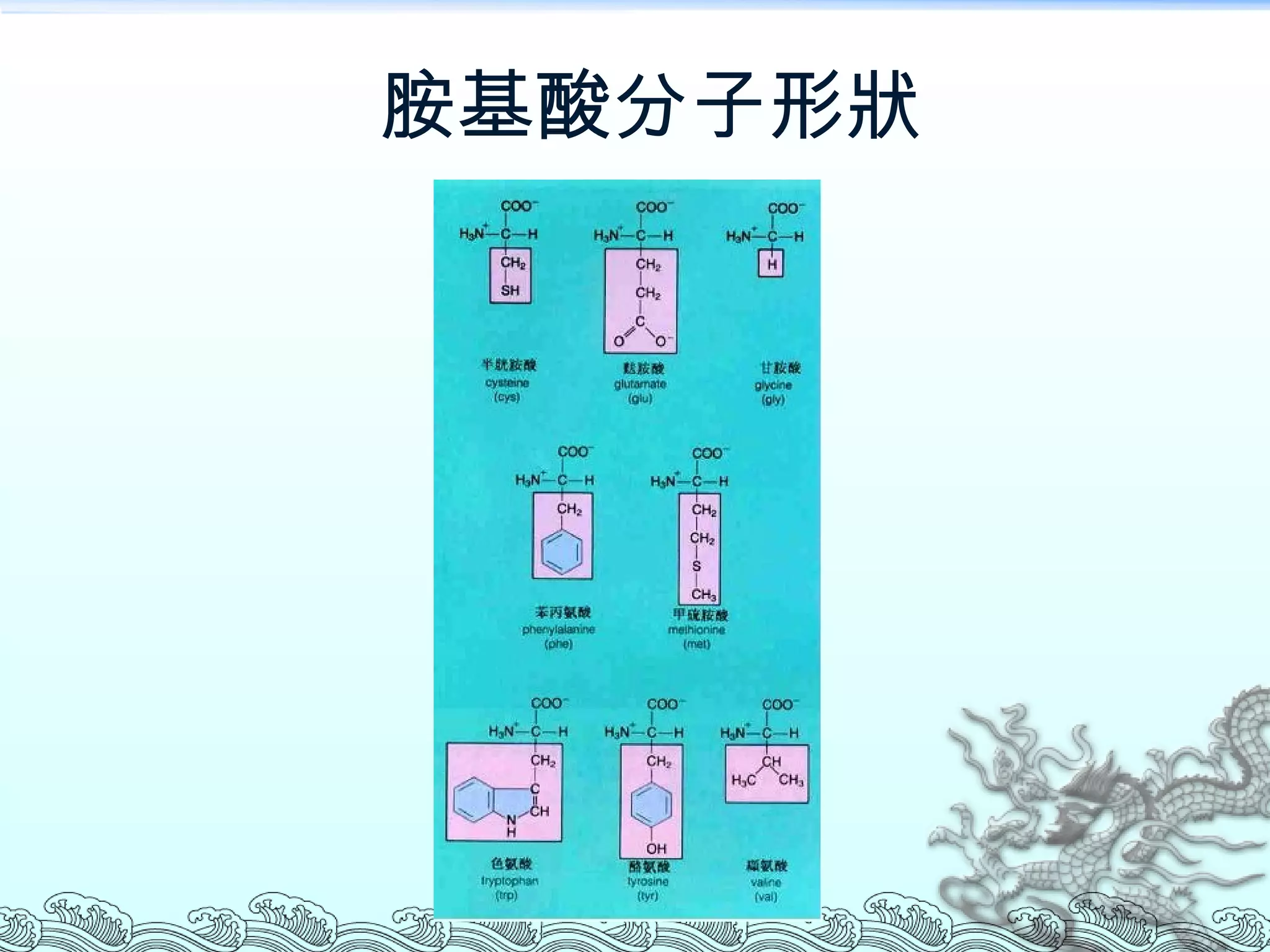 胺基酸分子形狀 