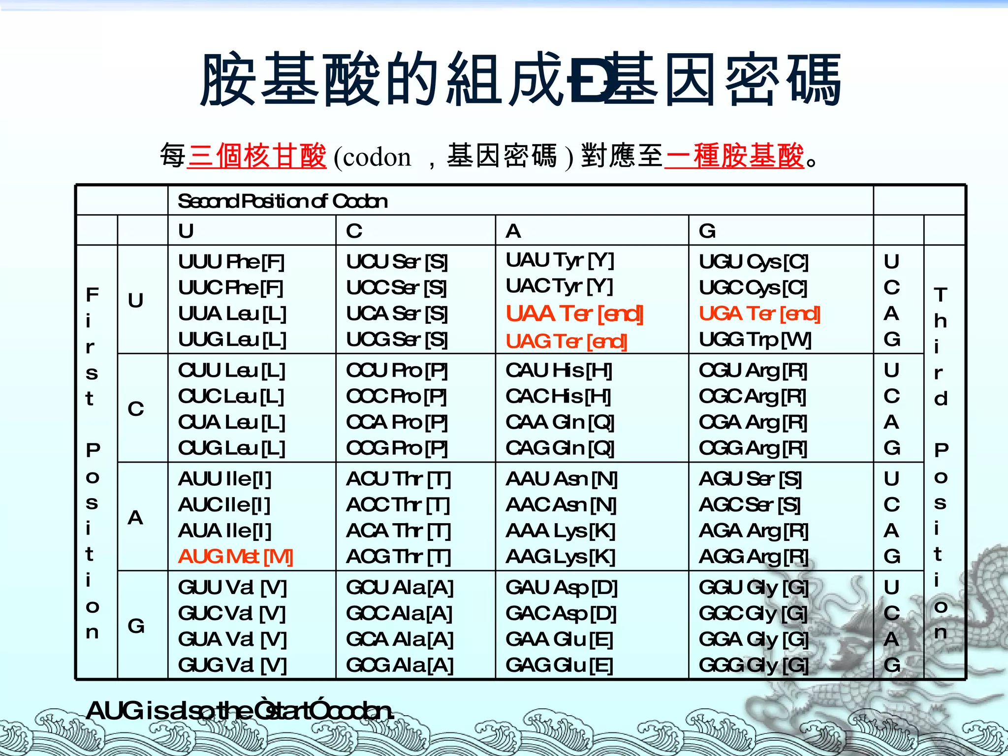 胺基酸的組成–基因密碼 每 三個核甘酸 (codon ，基因密碼 ) 對應至 一種胺基酸 。 AUG is also the “start” codon. U C A G GGU Gly [G] GGC Gly [G] GGA Gly [G] GGG Gly [G] GAU Asp [D] GAC Asp [D] GAA Glu [E] GAG Glu [E] GCU Ala [A] GCC Ala [A] GCA Ala [A] GCG Ala [A] GUU Val [V] GUC Val [V] GUA Val [V] GUG Val [V] G U C A G AGU Ser [S] AGC Ser [S] AGA Arg [R] AGG Arg [R] AAU Asn [N] AAC Asn [N] AAA Lys [K] AAG Lys [K] ACU Thr [T] ACC Thr [T] ACA Thr [T] ACG Thr [T] AUU Ile [I] AUC Ile [I] AUA Ile [I] AUG Met [M] A U C A G CGU Arg [R] CGC Arg [R] CGA Arg [R] CGG Arg [R] CAU His [H] CAC His [H] CAA Gln [Q] CAG Gln [Q] CCU Pro [P] CCC Pro [P] CCA Pro [P] CCG Pro [P] CUU Leu [L] CUC Leu [L] CUA Leu [L] CUG Leu [L] C T h i r d P o s i t i o n U C A G UGU Cys [C] UGC Cys [C] UGA Ter [end] UGG Trp [W] UAU Tyr [Y] UAC Tyr [Y] UAA Ter [end] UAG Ter [end] UCU Ser [S] UCC Ser [S] UCA Ser [S] UCG Ser [S] UUU Phe [F] UUC Phe [F] UUA Leu [L] UUG Leu [L] U F i r s t P o s i t i o n G A C U Second Position of Codon 