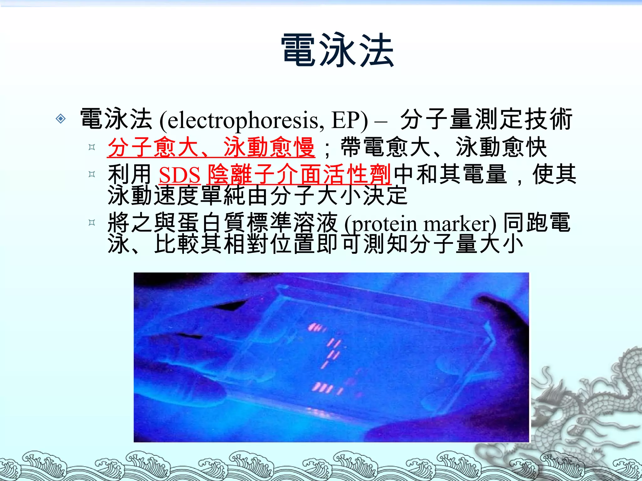 電泳法 電泳法 (electrophoresis, EP)  –  分子量測定技術 分子愈大、泳動愈慢 ；帶電愈大、泳動愈快 利用 SDS 陰離子介面活性劑 中和其電量，使其泳動速度單純由分子大小決定 將之與蛋白質標準溶液 (protein marker) 同跑電泳、比較其相對位置即可測知分子量大小 