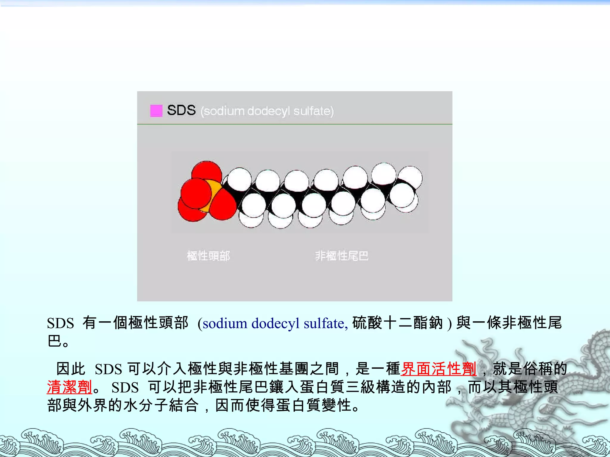 SDS  有一個極性頭部  ( sodium dodecyl sulfate, 硫酸十二酯鈉 ) 與一條非極性尾巴。 因此  SDS 可以介入極性與非極性基團之間，是一種 界面活性劑 ，就是俗稱的 清潔劑 。 SDS  可以把非極性尾巴鑲入蛋白質三級構造的內部，而以其極性頭部與外界的水分子結合，因而使得蛋白質變性。  