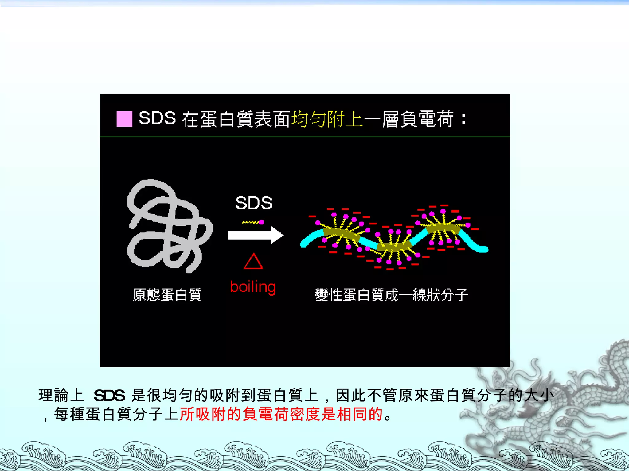 理論上  SDS  是很均勻的吸附到蛋白質上，因此不管原來蛋白質分子的大小，每種蛋白質分子上 所吸附的負電荷密度是相同的 。 