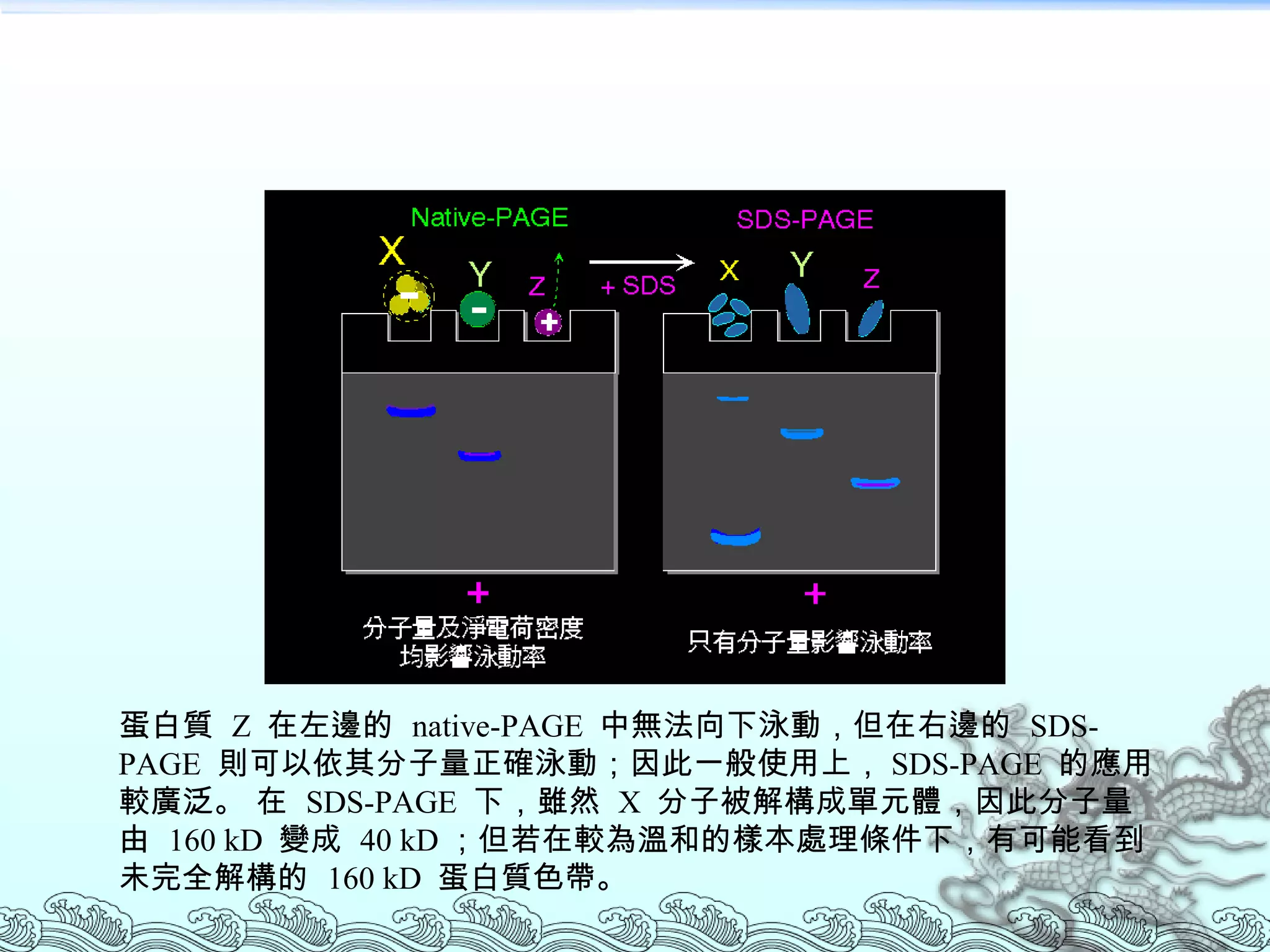 蛋白質  Z  在左邊的  native-PAGE  中無法向下泳動，但在右邊的  SDS-PAGE  則可以依其分子量正確泳動；因此一般使用上， SDS-PAGE  的應用較廣泛。 在  SDS-PAGE  下，雖然  X  分子被解構成單元體，因此分子量由  160 kD  變成  40 kD ；但若在較為溫和的樣本處理條件下，有可能看到未完全解構的  160 kD  蛋白質色帶。  