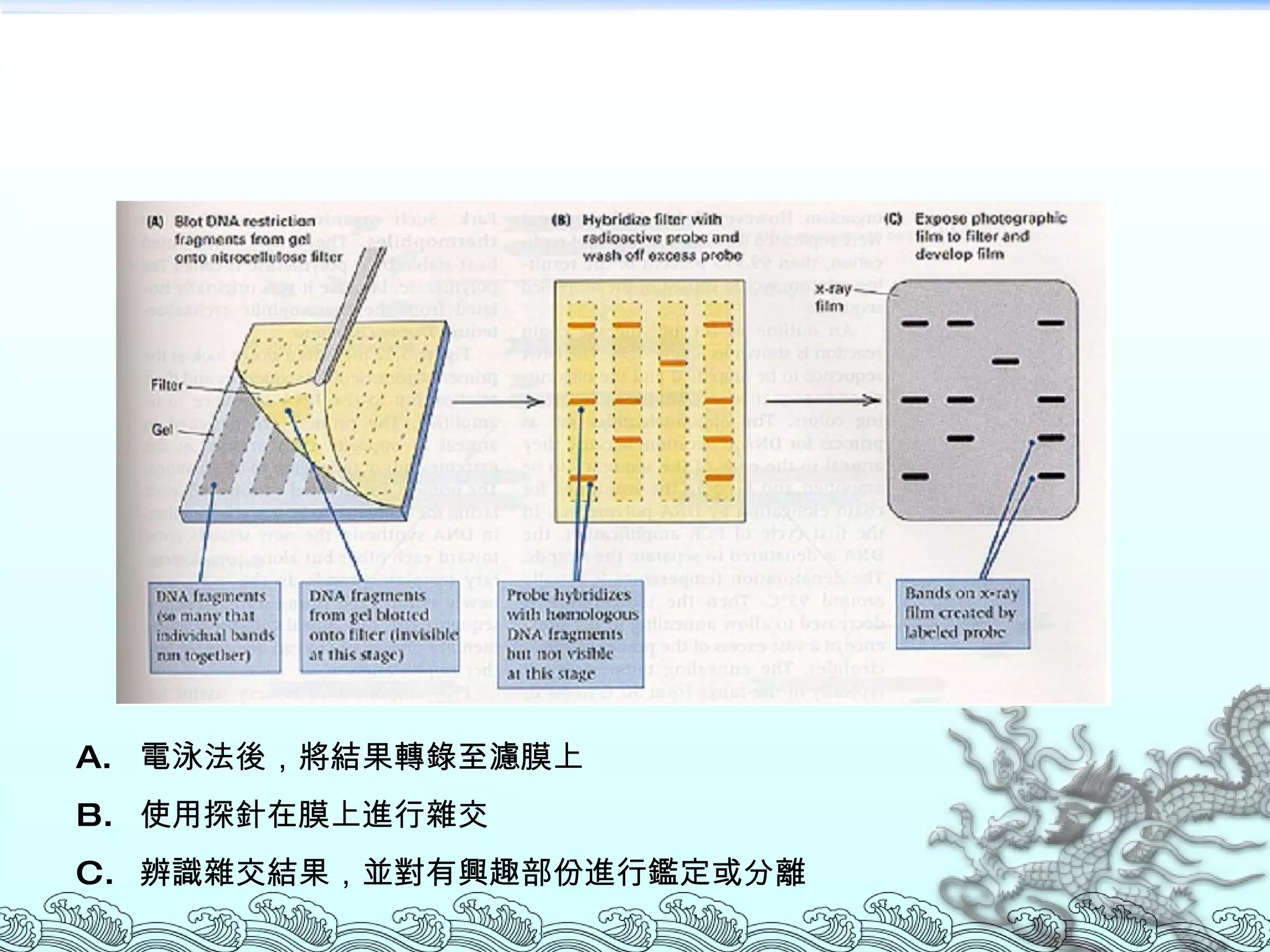 電泳法後，將結果轉錄至濾膜上 使用探針在膜上進行雜交 辨識雜交結果，並對有興趣部份進行鑑定或分離 
