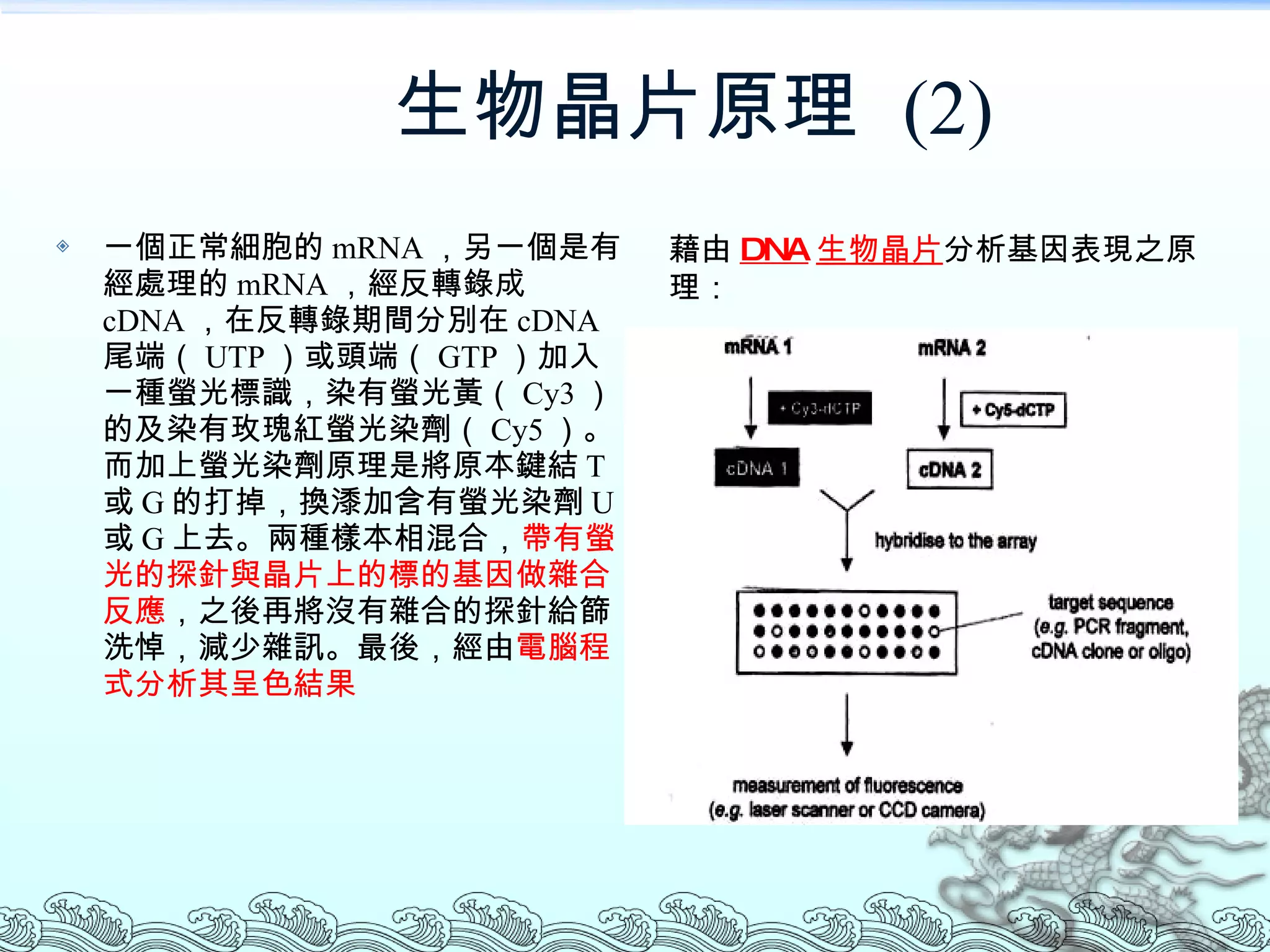 生物晶片原理  (2) 一個正常細胞的 mRNA ，另一個是有經處理的 mRNA ，經反轉錄成 cDNA ，在反轉錄期間分別在 cDNA 尾端（ UTP ）或頭端（ GTP ）加入一種螢光標識，染有螢光黃（ Cy3 ）的及染有玫瑰紅螢光染劑（ Cy5 ）。而加上螢光染劑原理是將原本鍵結 T 或 G 的打掉，換潻加含有螢光染劑 U 或 G 上去。兩種樣本相混合， 帶有螢光的探針與晶片上的標的基因做雜合反應 ，之後再將沒有雜合的探針給篩洗悼，減少雜訊。最後，經由 電腦程式分析其呈色結果 藉由 DNA 生物晶片 分析基因表現之原理 ： 