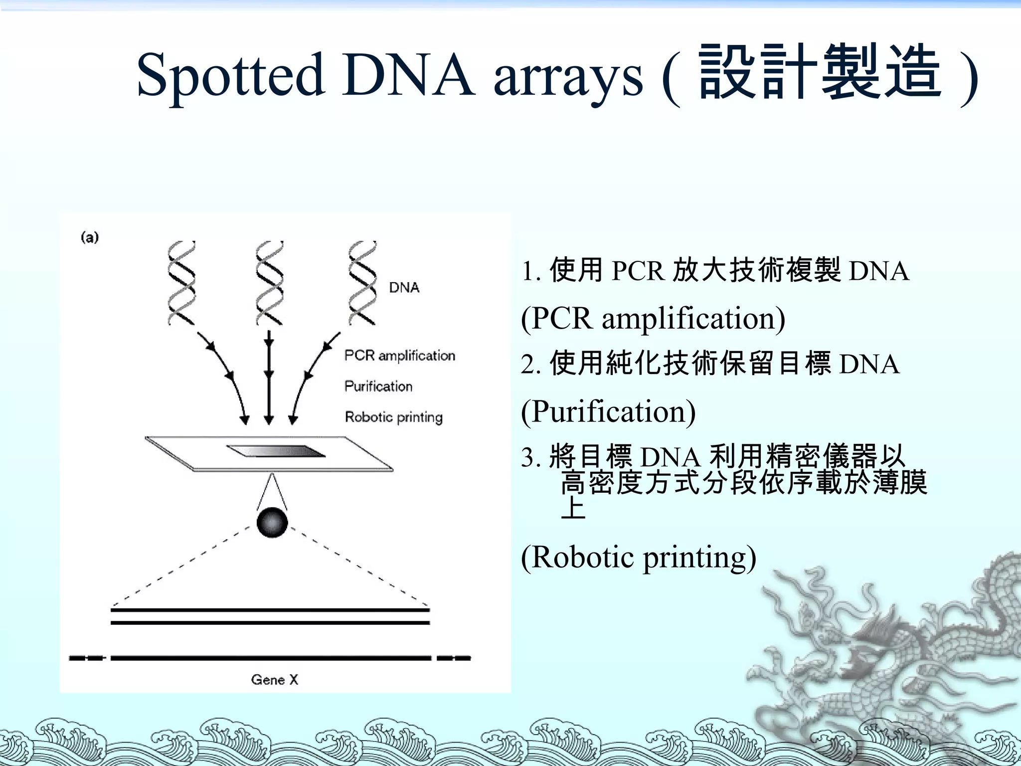 Spotted DNA arrays ( 設計製造 ) 1. 使用 PCR 放大技術複製 DNA (PCR amplification) 2. 使用純化技術保留目標 DNA (Purification) 3. 將目標 DNA 利用精密儀器以高密度方式分段依序載於薄膜上 (Robotic printing) 