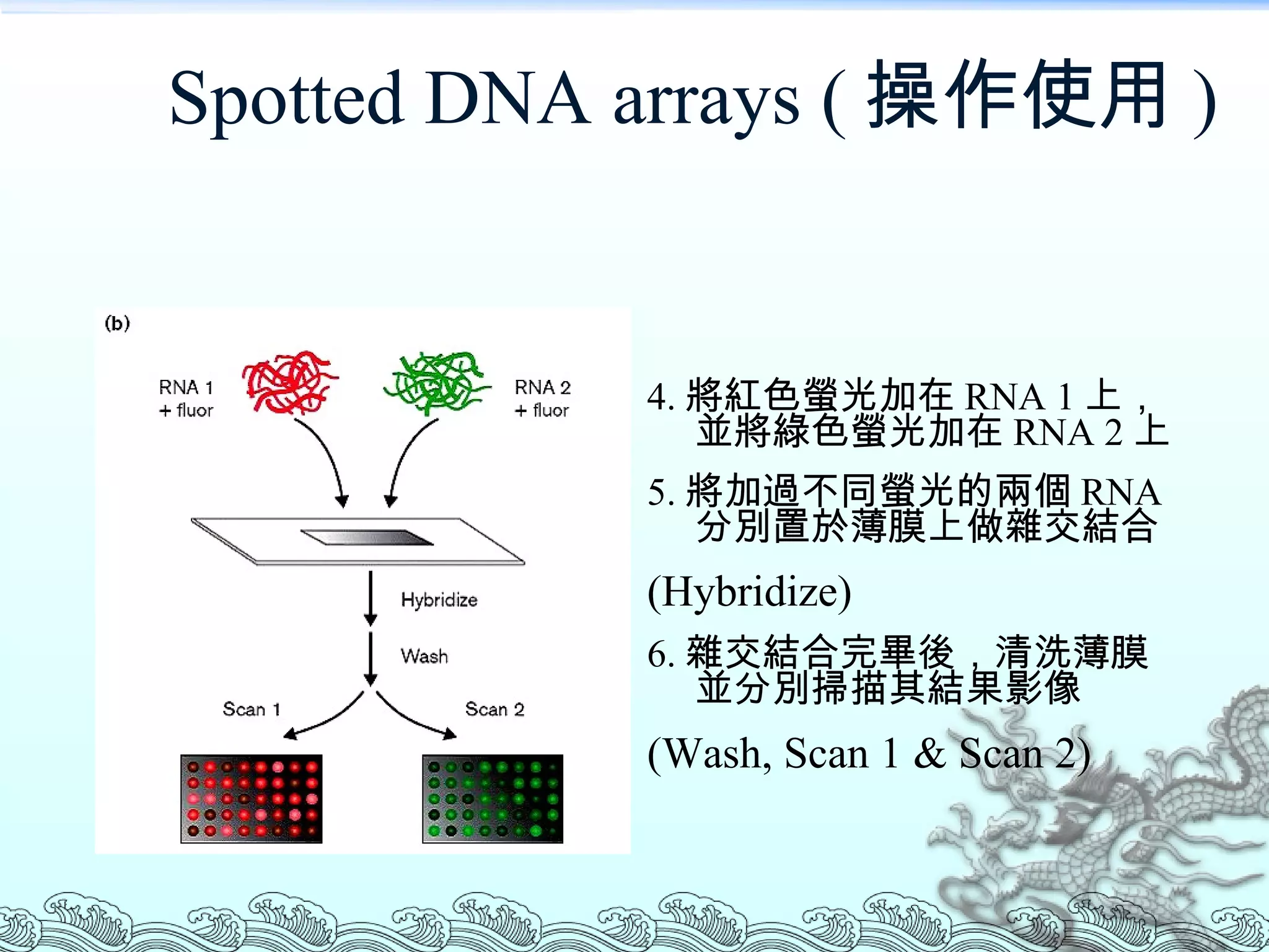 Spotted DNA arrays ( 操作使用 ) 4. 將紅色螢光加在 RNA 1 上，並將綠色螢光加在 RNA 2 上 5. 將加過不同螢光的兩個 RNA 分別置於薄膜上做雜交結合  (Hybridize) 6. 雜交結合完畢後，清洗薄膜並分別掃描其結果影像 (Wash, Scan 1 & Scan 2) 