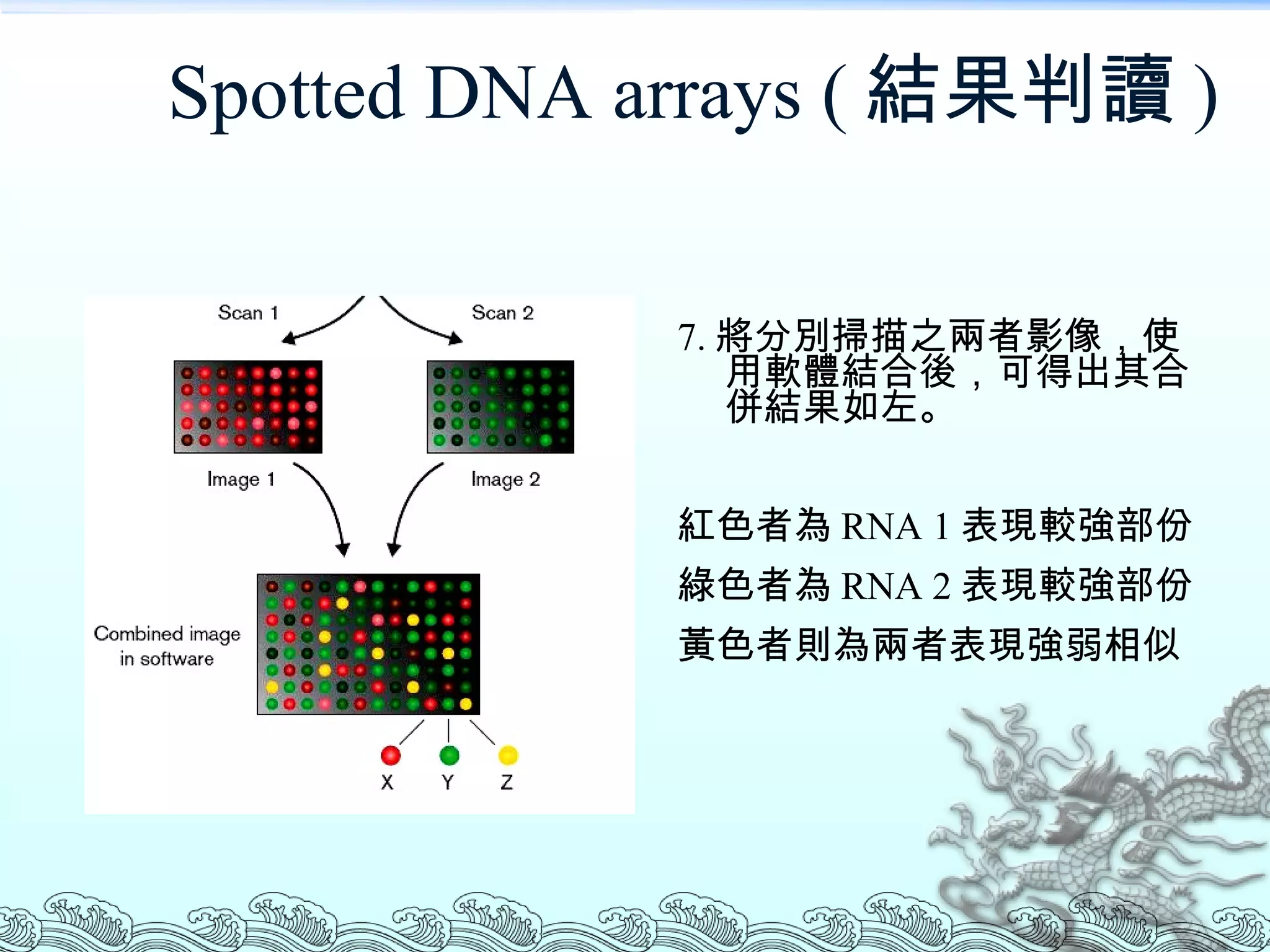 Spotted DNA arrays ( 結果判讀 ) 7. 將分別掃描之兩者影像，使用軟體結合後，可得出其合併結果如左。 紅色者為 RNA 1 表現較強部份 綠色者為 RNA 2 表現較強部份 黃色者則為兩者表現強弱相似 