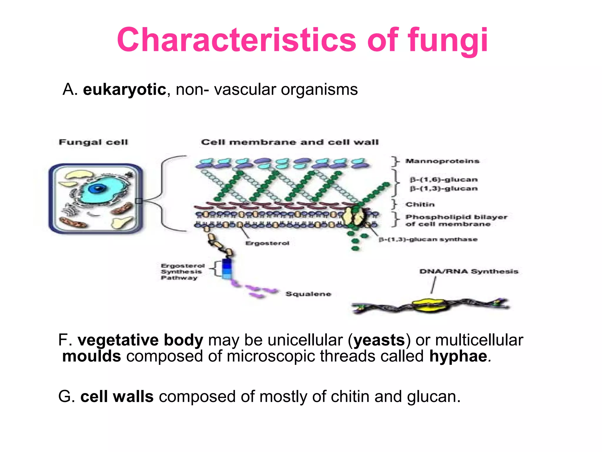 Characteristics of fungi
A. eukaryotic, non- vascular organisms
B. reproduce by means of spores (conidia), usually wind-
disseminated
C. both sexual (meiotic) and asexual (mitotic) spores may be
produced, depending on the species and conditions
D. typically not motile, although a few (e.g. Chytrids) have a motile
phase.
E. like plants, may have a stable haploid & diploid states
F. vegetative body may be unicellular (yeasts) or multicellular
moulds composed of microscopic threads called hyphae.
G. cell walls composed of mostly of chitin and glucan.
 