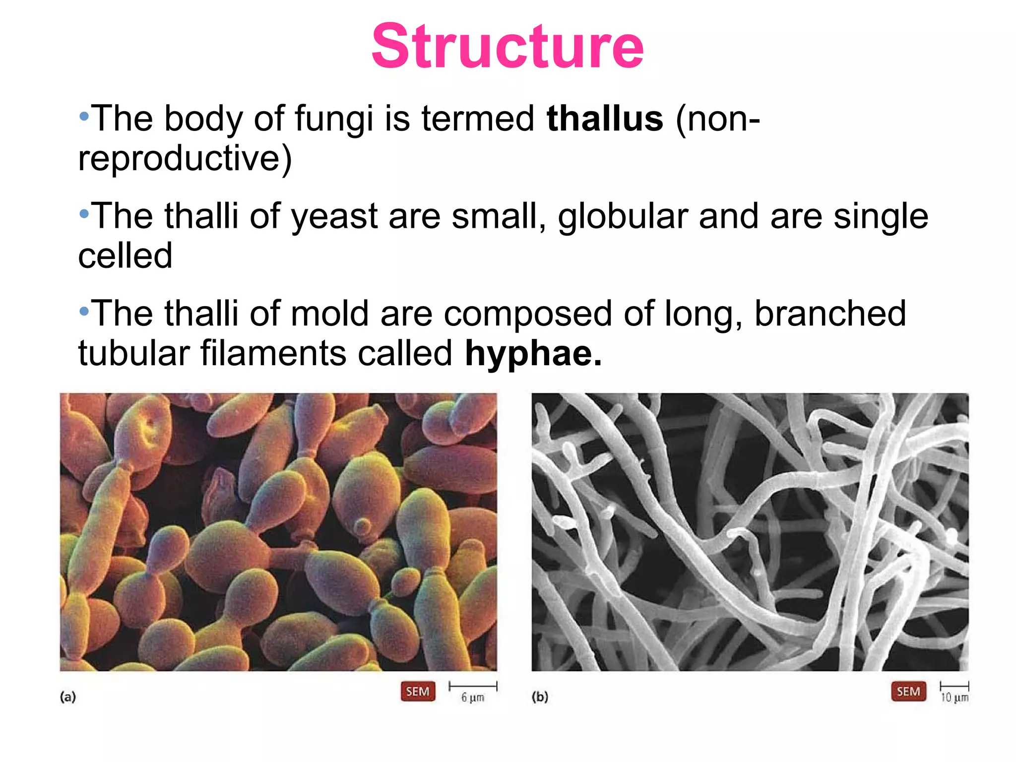 Structure
•The body of fungi is termed thallus (non-
reproductive)
•The thalli of yeast are small, globular and are single
celled
•The thalli of mold are composed of long, branched
tubular filaments called hyphae.
 