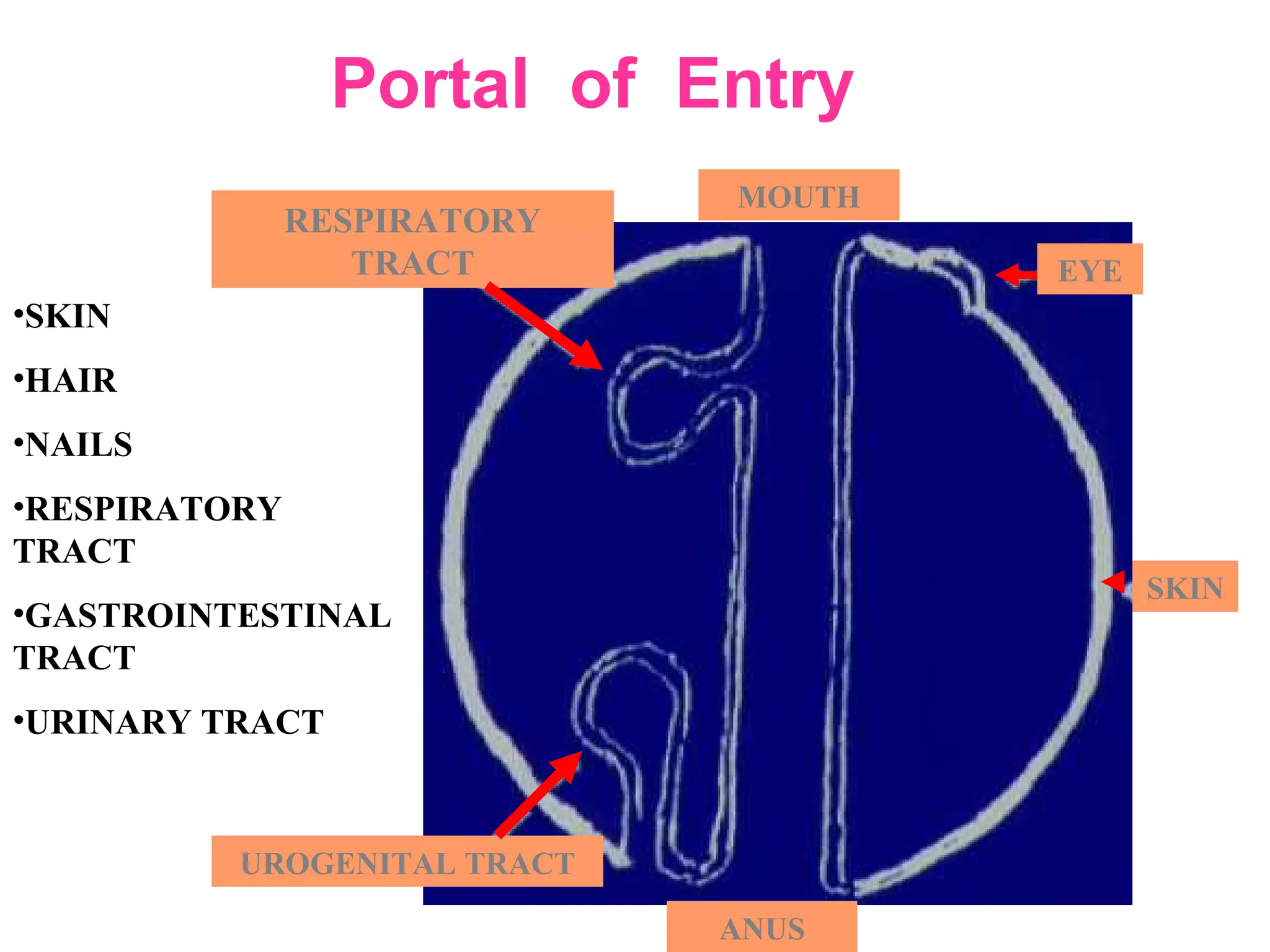 EYE
SKIN
UROGENITAL TRACT
ANUS
MOUTH
RESPIRATORY
TRACT
Portal of Entry
•SKIN
•HAIR
•NAILS
•RESPIRATORY
TRACT
•GASTROINTESTINAL
TRACT
•URINARY TRACT
 