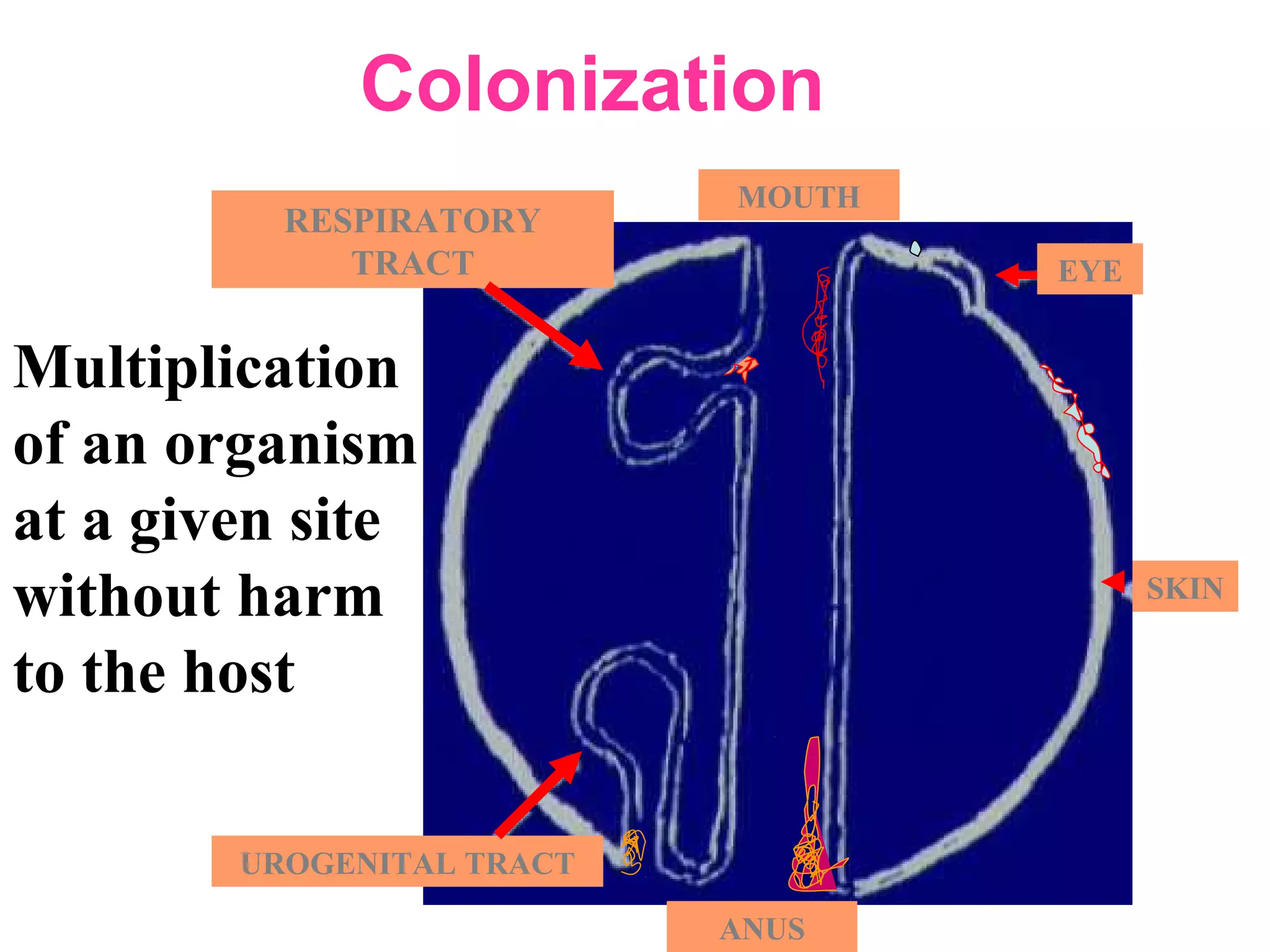EYE
SKIN
UROGENITAL TRACT
ANUS
MOUTH
RESPIRATORY
TRACT
Colonization
Multiplication
of an organism
at a given site
without harm
to the host
 