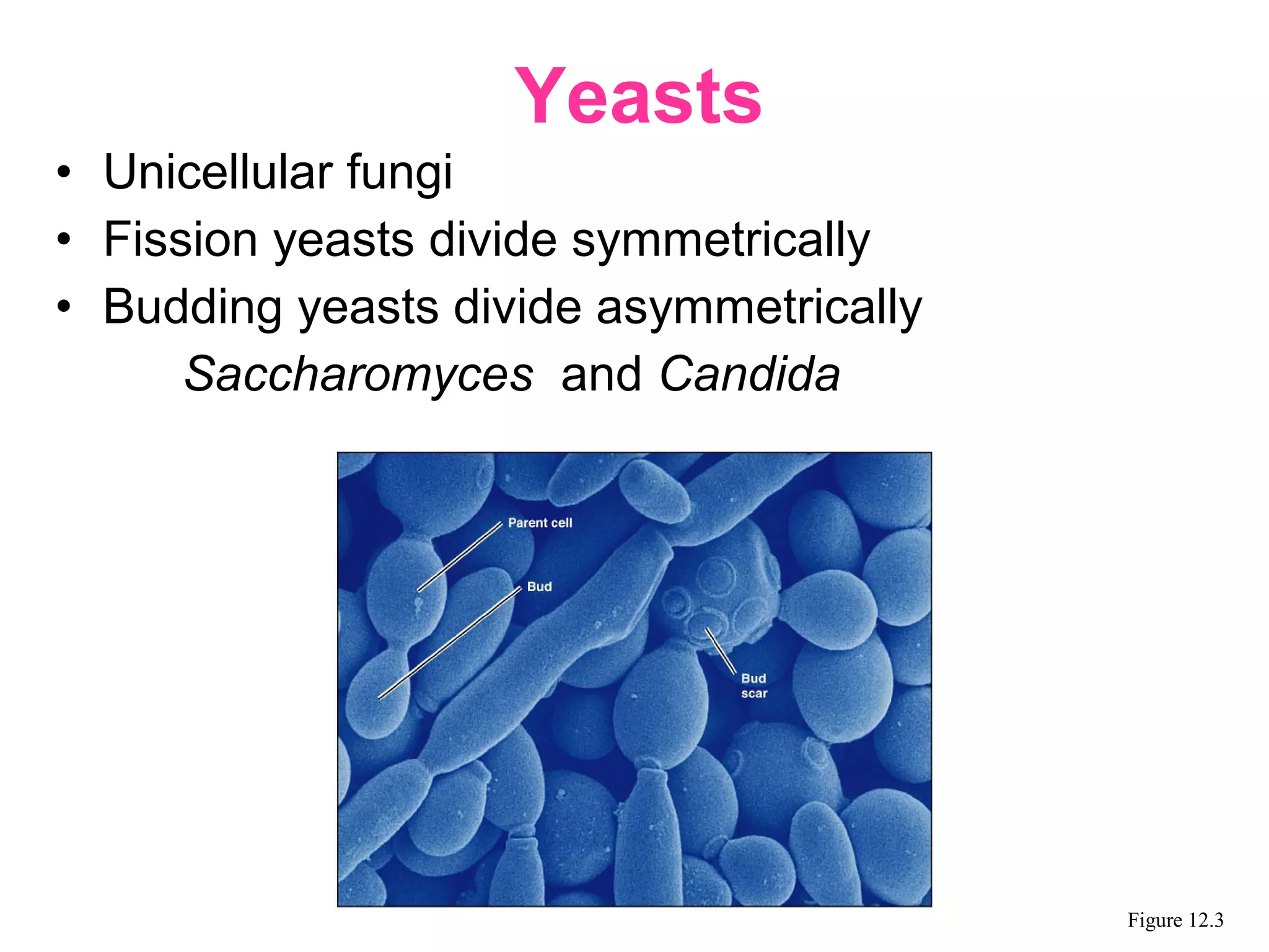 • Unicellular fungi
• Fission yeasts divide symmetrically
• Budding yeasts divide asymmetrically
Saccharomyces and Candida
Yeasts
Figure 12.3
 