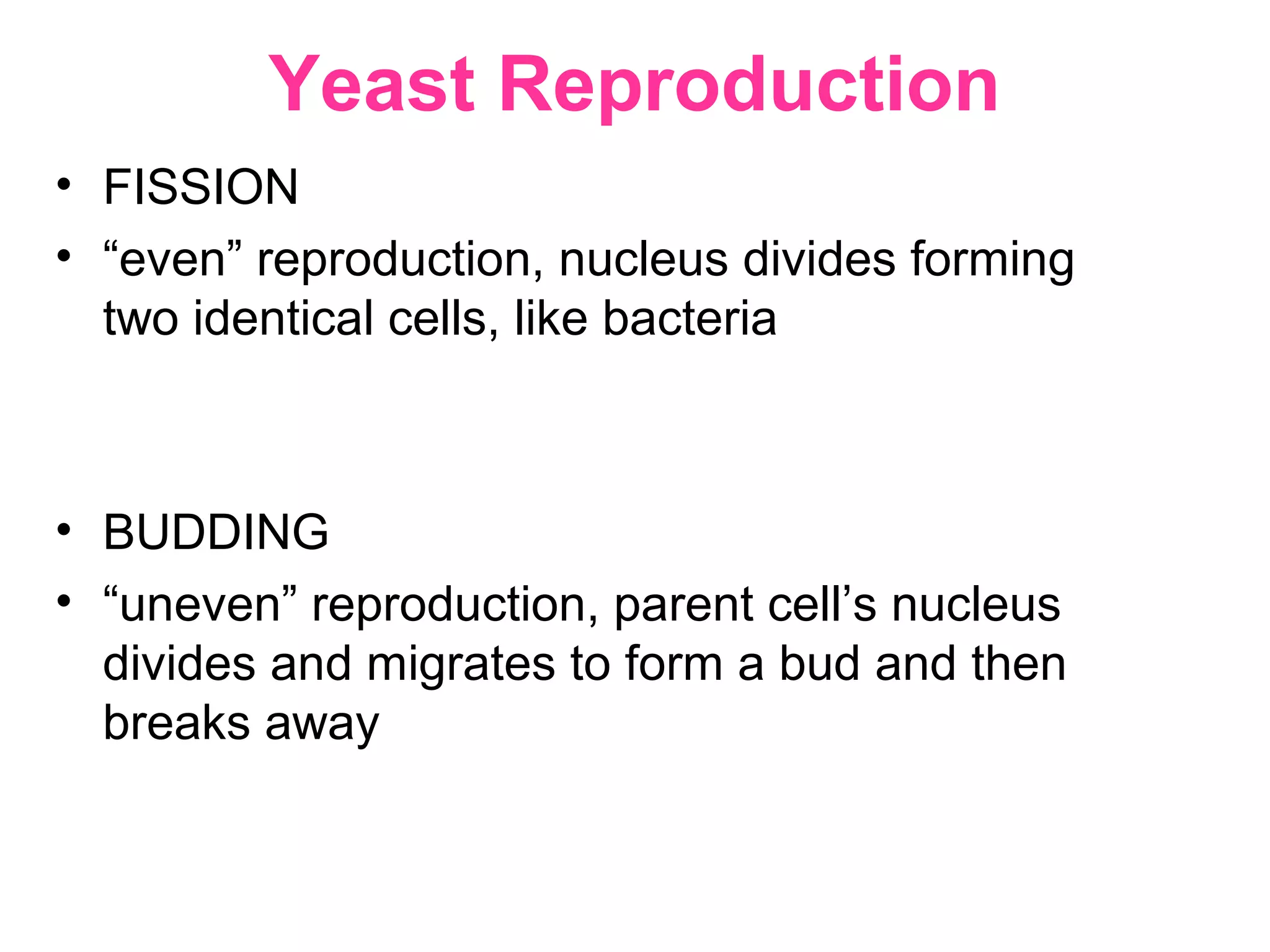 Yeast Reproduction
• FISSION
• “even” reproduction, nucleus divides forming
two identical cells, like bacteria
• BUDDING
• “uneven” reproduction, parent cell’s nucleus
divides and migrates to form a bud and then
breaks away
 
